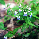 Blue-eyed Mary