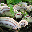 Turkey tail