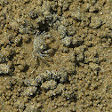 Sand bubbler crab