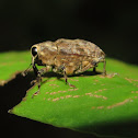 Weevil