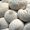 Gem-Studded Puffball