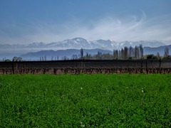 Grapevines and the Andes.