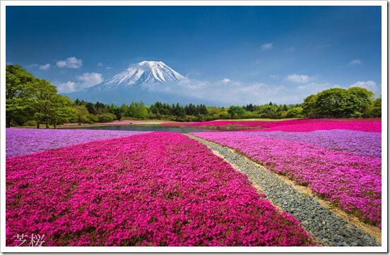 Nature-Wallpaper-mountain-volcano-China-flowers-flowerbed-lake-forest-park