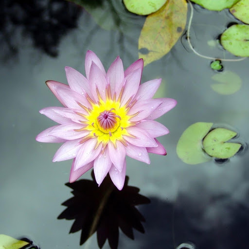 Hd-176976-ascw176976