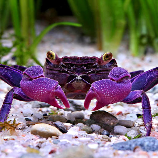 Hd-162912-ascw162912