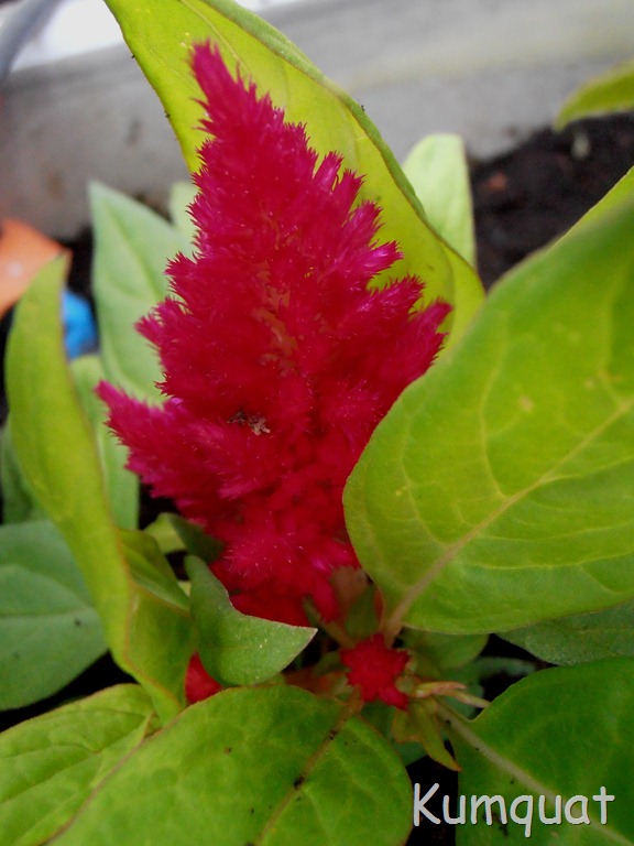 [celosia%25201%255B2%255D.jpg]