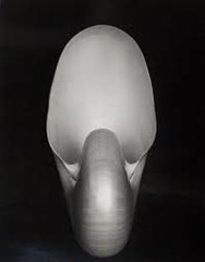 Edward Weston - shell 1927