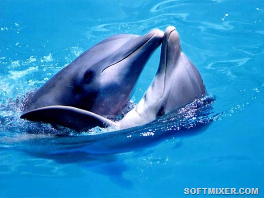 dolphins_see_fetus_2