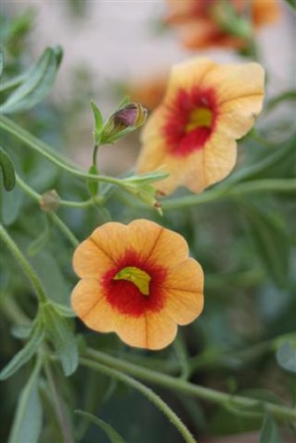 20090505 (1) (Small)