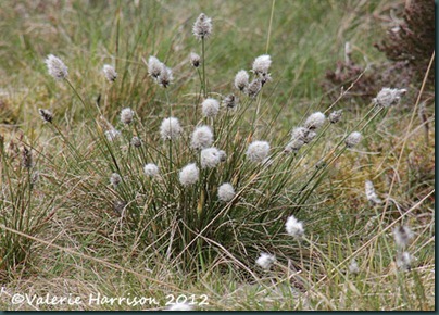 41-hares-tail-cotton-grass