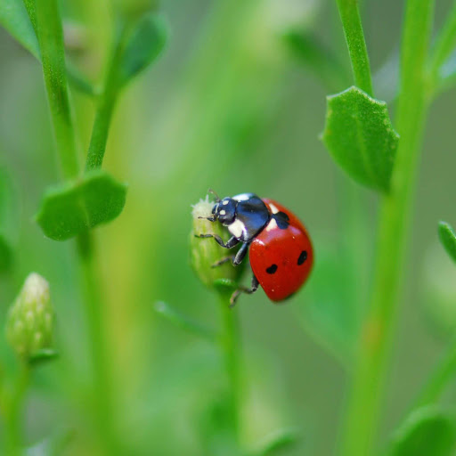 Hd-156725-ascw156725