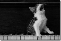 gato pianista blogdeimagenes (33)