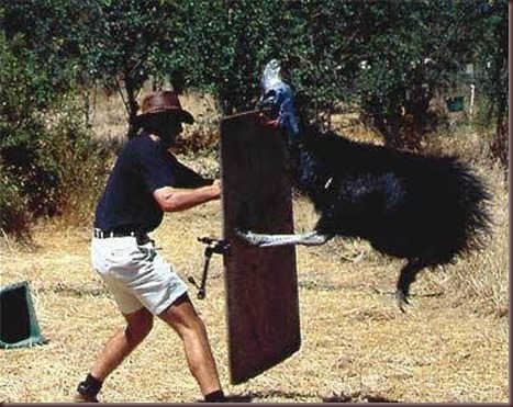 Amazing Animal Pictures The cassowary (6)