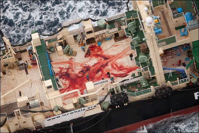 Aerial view of blood on the deck of the Nisshin Maru, after three whales were butchered. On 5 January 2014, Japanese poachers slaughtered 3 minke whales, and Sea Shepherd Australia captured their illegal activities on camera as witnessed by the bloodied deck of the Nisshin Maru, stained from the butchering of these magnificent sentient creatures. Photo: Tim Watters / Sea Shepherd Australia