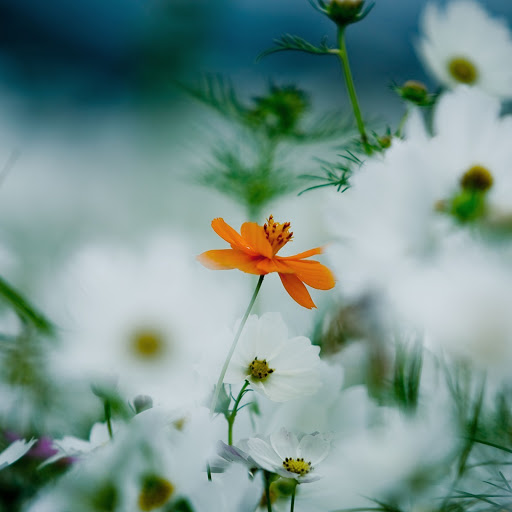 Hd-133772-ascw133772