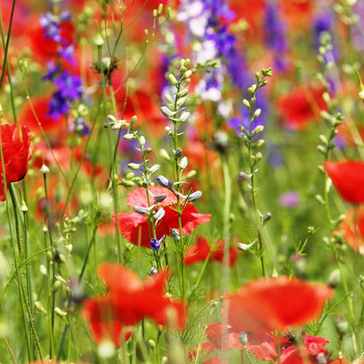 Hd-145964-ascw145964