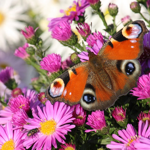 Hd-177657-ascw177657