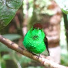 Coppery-headed Emerald