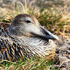 Eider duck (female)