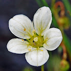 Mossy Saxifrage