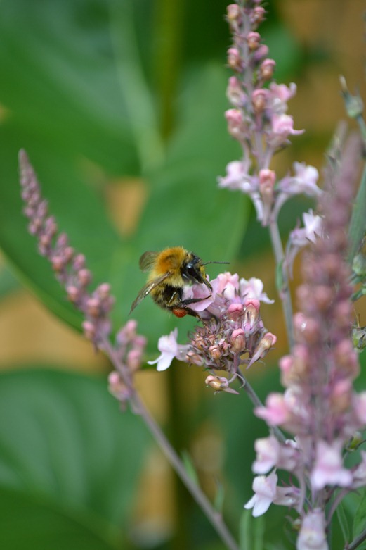 Loosestrife - Lythrum pollykloggers - champagne pink with bee