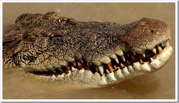 crocodile-570x320