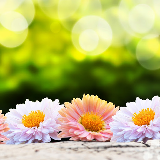 Hd-150365-ascw150365