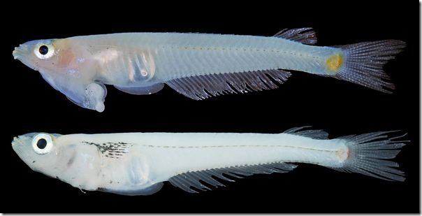 genital-headed-fish-studied_58641_600x450
