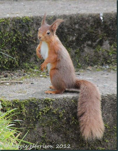 2 red-squirrel-1