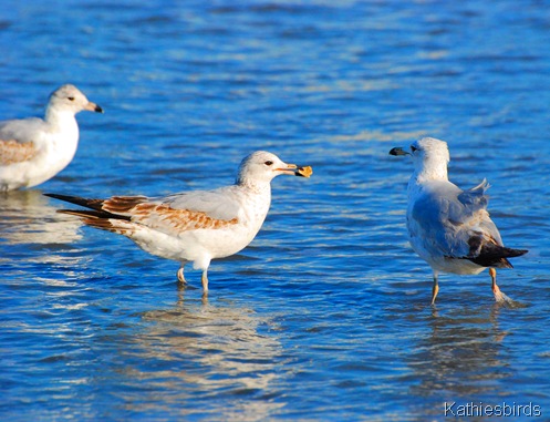 2. immature gulls-kab