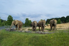 2011.07.26-042 éléphants
