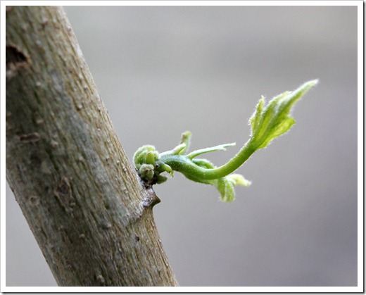 120325_Abutilon-Souvenir-de-Bonn_03