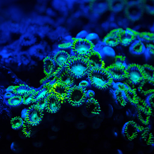 Hd-133419-ascw133419