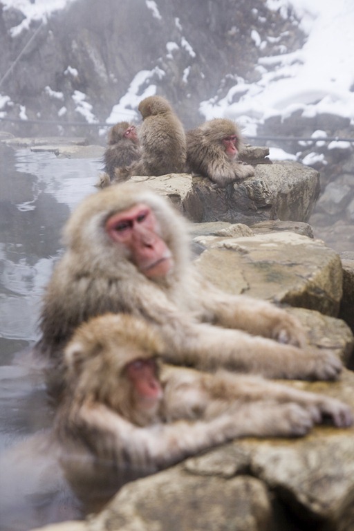 [monkey_macaques_snow%255B3%255D.jpg]