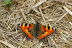 Aglais urticae LINNAEUS, 1758. Hautes-Lisières (Rouvres, 28), 10 juin 2010. Photo : J.-M. Gayman