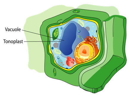 Plant vacuole