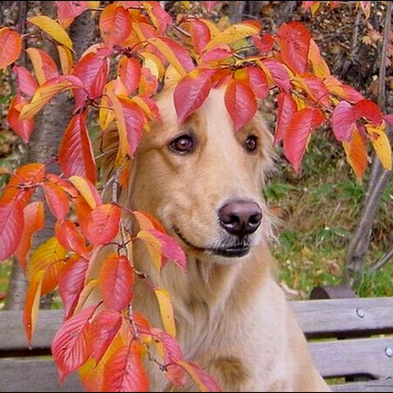 Осенние собаки…