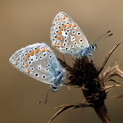 Hd-180119-ascw180119