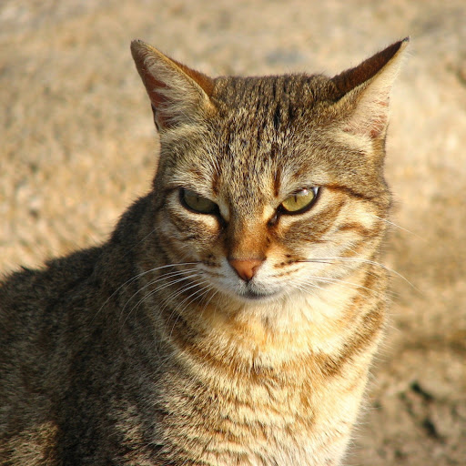 Hd-179989-ascw179989