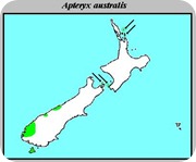 kiwi_australe_Apteryx_australis_Distribution
