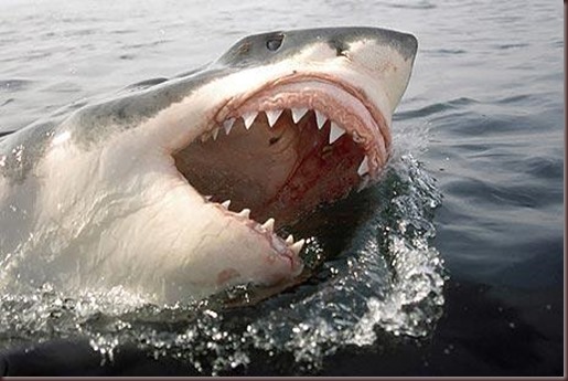 Amazing Animals Pictures White Shark (13)