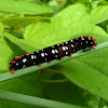 Lily moth caterpillar