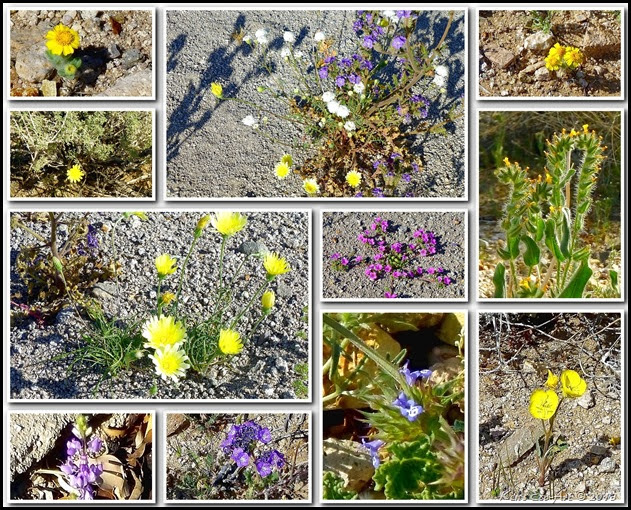 2013 Wildflowers from Cottonwood Cove