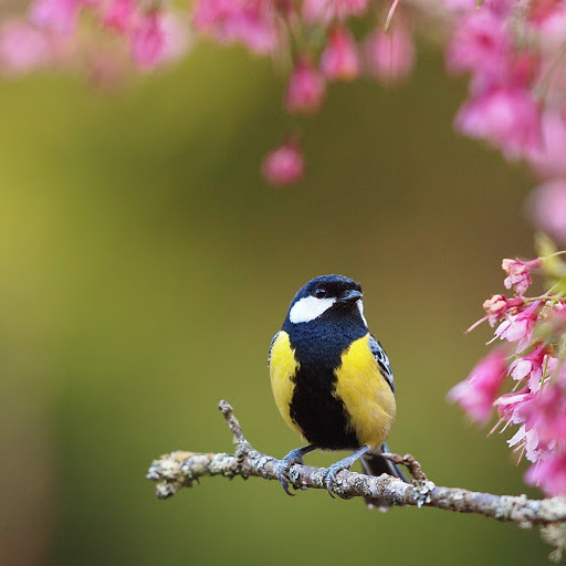 Hd-169433-ascw169433