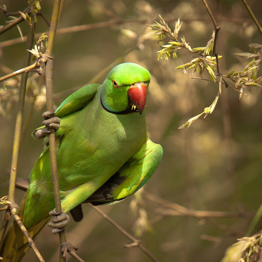 Hd-171146-ascw171146