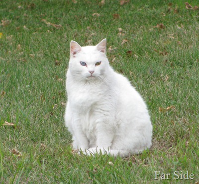 The white cat is grumpy