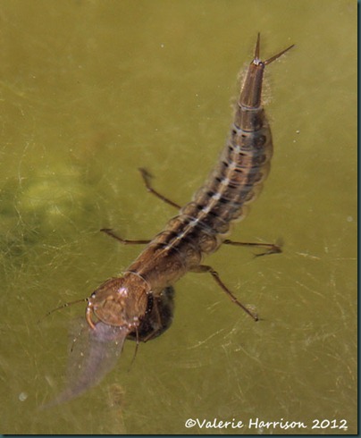great-diving-beetle-larva-2