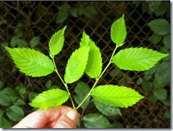 slippery elm