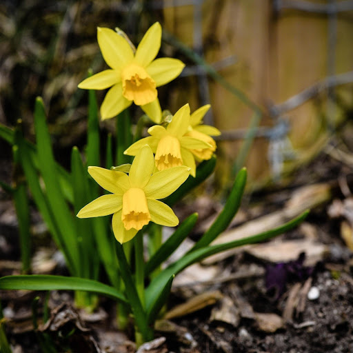 Hd-186332-ascw186332