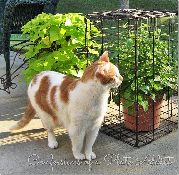 catnip catnip